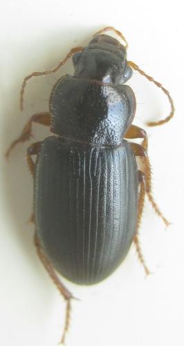 Réf. 347 185 : Ophonus rufibarbis